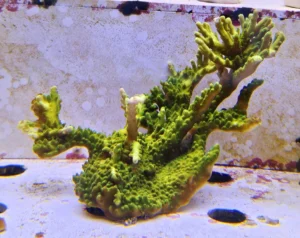 Acropora sp. Green fluo - FOTO REALE - Corallo duro SPS - frag 10-15 cm