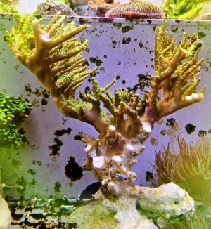 Acropora sp. Green fluo - FOTO REALE - Corallo duro SPS - frag 15-20 cm