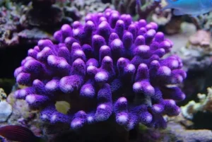 Stylophora Pistillata Milka XL - Corallo duro SPS- frag 12-15 cm