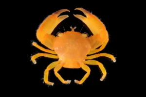 Trapezia Lutea orange - Granchio che vive nei coralli - per acquario marino e reef