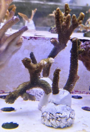 Acropora Robusta Green - FOTO REALI - Corallo duro SPS - frag 6-10 cm