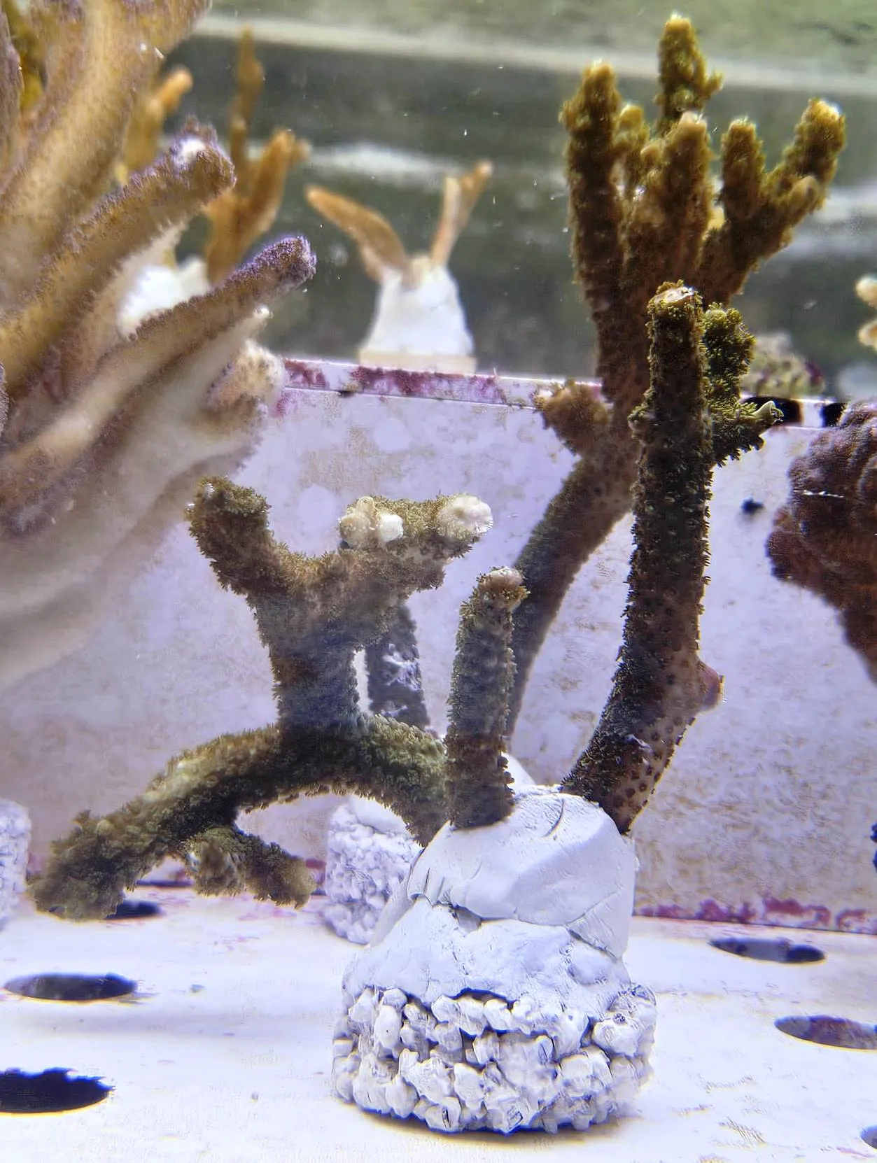 Acropora Robusta Green - FOTO REALI - Corallo duro SPS - frag 10-15 cm