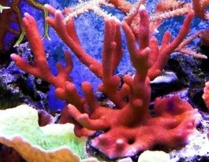 Montipora Digitata Rossa - Coralo duro SPS- frag 8-10 cm