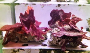 Spugna Viola - FOTO REALI - Invertebrato filtratore facile - frag 10-15 cm per acquario marino reef