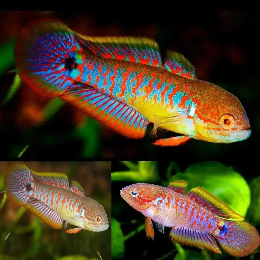 Tateurndina Ocellicauda – Ghiozzo pavone 3-4 cm