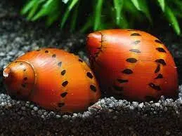 Neritina natalensis Spotted 2 cm mangia alghe nere a pennello