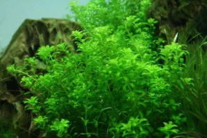 MICRANTHEMUM MICRANTHEMOIDES, pianta rapida depurativa in vasetto
