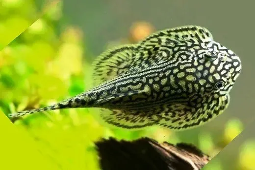 Sewellia Lineolata 3-4 cm - mini razza d'acqua dolce - pulitori da vetro reofili