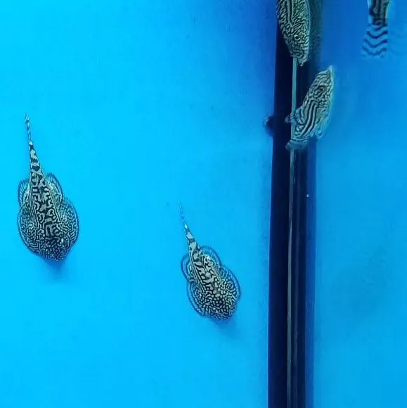 Sewellia Lineolata 3-4 cm - mini razza d'acqua dolce - pulitori da vetro reofili