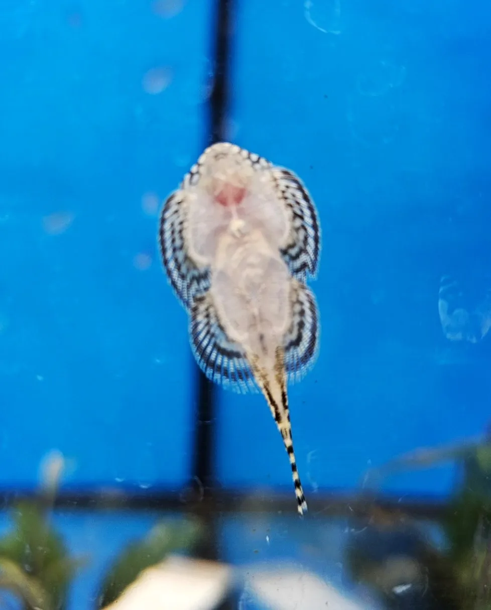 Sewellia Lineolata 3-4 cm - mini razza d'acqua dolce - pulitori da vetro reofili