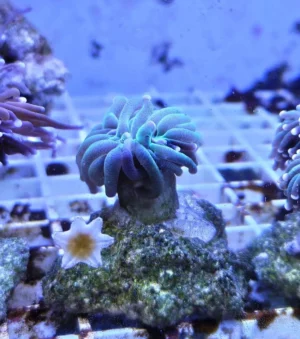 Euphyllia Glabrescens Black-green torch punte viola 1 calice - FOTO REALI - Corallo duro LPS facile