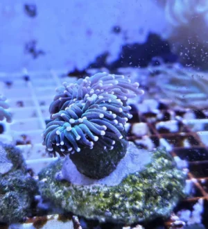 Euphyllia Glabrescens Black-green torch punte viola 2 calici non divisibili - FOTO REALI - Corallo duro LPS facile