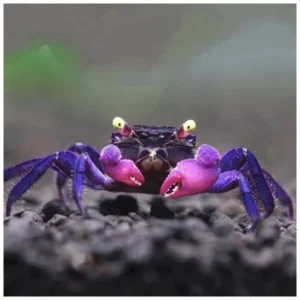 Geosesarma Dennerle "Purple Vampire Crab" 3-4 cm - Granchio d'acqua dolce per paludario o acqua-terrario (NO SPEDIZIONE)
