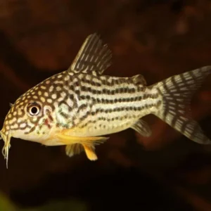 Corydoras Sterbai 2-3 cm - pesce da fondo