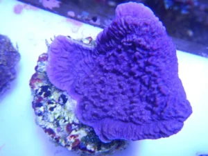 Montipora Foliosa Viola - Coralo duro SPS 4-6 cm