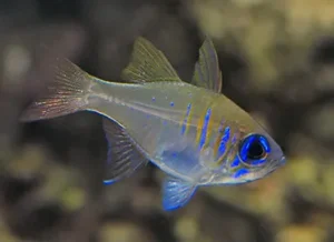 Zoramia Leptacanthus - Pesce cardinale Apogon - pacifico cardinale da branco