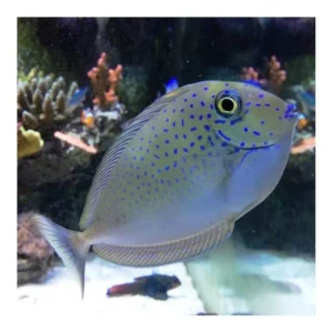 Naso Lopezi - Pesce unicorno snello alghivoro