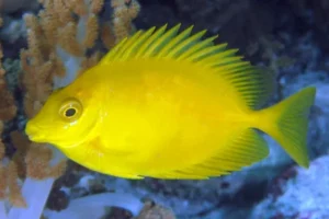 Siganus Corallinus - Pesce coniglio alghivoro