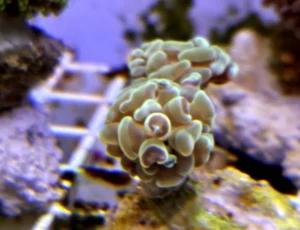 Euphyllia Parancora Green - FOTO REALI - 2 calici - Corallo duro LPS facile