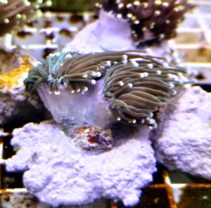Euphyllia Glabrescens Black-green torch punte azzurre 2 calici - FOTO REALI - Corallo duro LPS facile