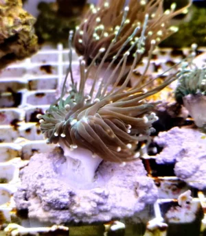 Euphyllia Glabrescens Black-green torch punte azzurre 1 calice - FOTO REALI - Corallo duro LPS facile