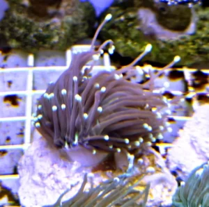 Euphyllia Glabrescens Black torch punte verdi 1 calice - FOTO REALI - Corallo duro LPS facile