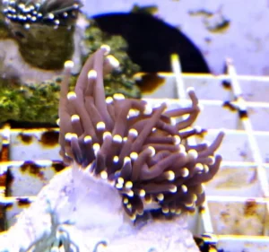 Euphyllia Glabrescens Black torch punte gialle 1 calice - FOTO REALI - Corallo duro LPS facile