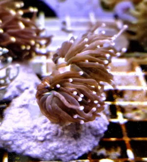 Euphyllia Glabrescens Black torch punte rosa 2 calici - FOTO REALI - Corallo duro LPS facile