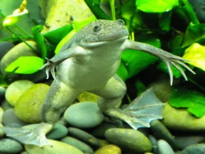 Xenopus Laevis - Rana Africana 3-5 cm