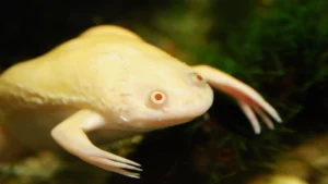 Xenopus Laevis albina - Rana Africana 3-5 cm