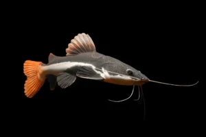 Phractocephalus Hemioliopterus 6-8 cm - Redtail catfish - pesce gatto coda rossa