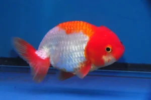 Orifiamma Ranchu 7-8 cm color mix white - red&white - red - Oranda - Pesce rosso - Carassius auratus