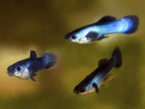 Guppy maschio Blue Panda Nano, Dwarf Poecilia reticulata 2-3 cm