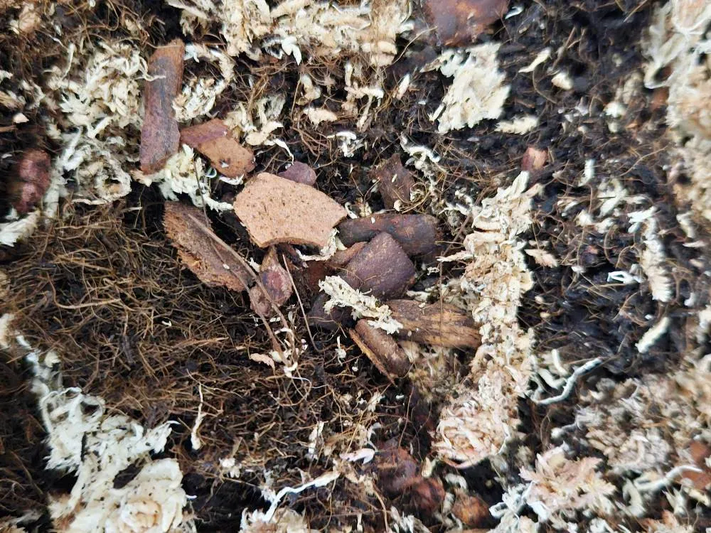 Fondo misto x terrario bioattivo - 5 lt substrato a base di fibra di cocco, sfagno cileno e corteccia di pino rosso