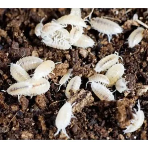 Onischi tropicali bianchi - starter Trichorhina tomentosa x terrario bioattivo