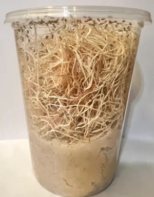 Drosophila Hydei - coltura da 1/2 litro - cibo vivo per rane, rettili e pesci