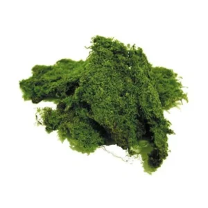 Muschio Terrestre Vivo - 18x12 cm moss per terrario, paludario o presepe