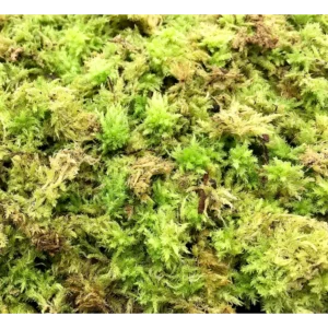 Muschio Di Sfagno Vivo - 18x12 cm Sphagnum moss per terrario, paludario o presepe