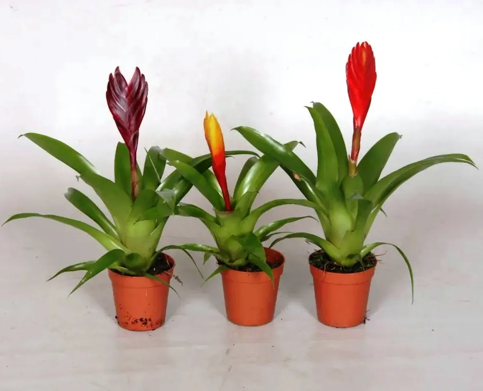 Bromelia Vriesea red - pianta per terrario o paludario in vasetto
