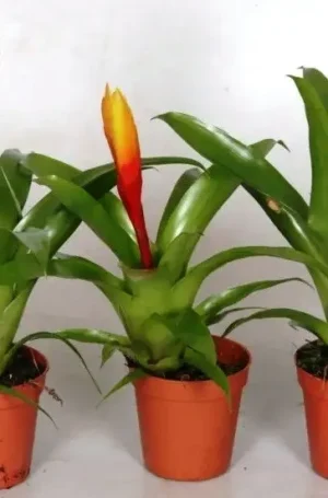 Bromelia Vriesea yellow/orange - pianta per terrario o paludario in vasetto
