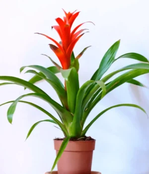 Bromelia Guzmania - pianta per terrario o paludario in vasetto