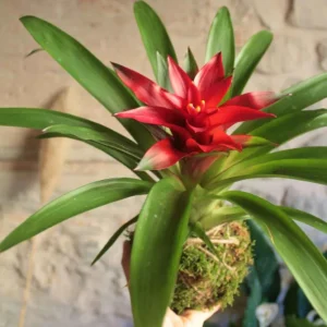 Piante x terrario/paludario.