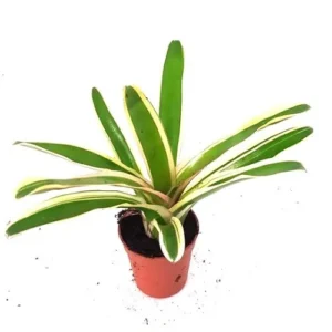 Neoregelia Fireball Variegata - pianta epifita per terrario o paludario in vasetto