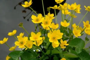 Caltha Polypetala - pianta palustre da terreno umido perenne di taglia piccola dal fiore bianco e giallo per laghetto