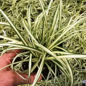 Ophiopogon Variegata - pianta per terrario o paludario in vasetto