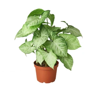 Syngonium White Green Butterfly - pianta per terrario o paludario in vasetto