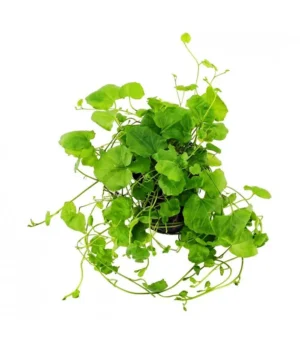 Cardamine Lyrata in vasetto - per acquario o terrario molto umido