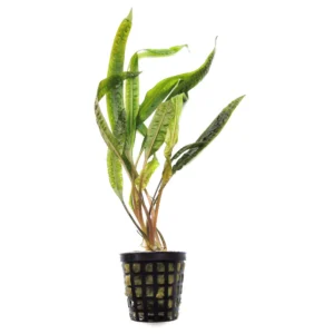 Cryptocoryne Balansae in vasetto - per acquario o terrario molto umido