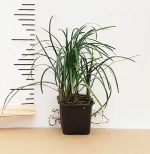 Ophiopogon Japonica - pianta per terrario o paludario in vasetto