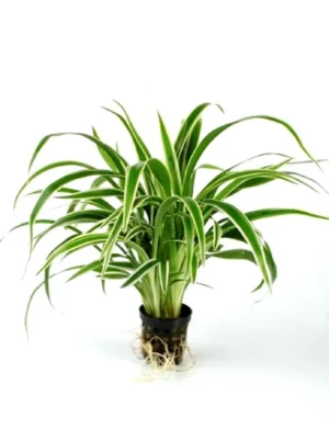 Chlorophytum Bichetii - pianta per terrario o paludario in vasetto - Clorophytum